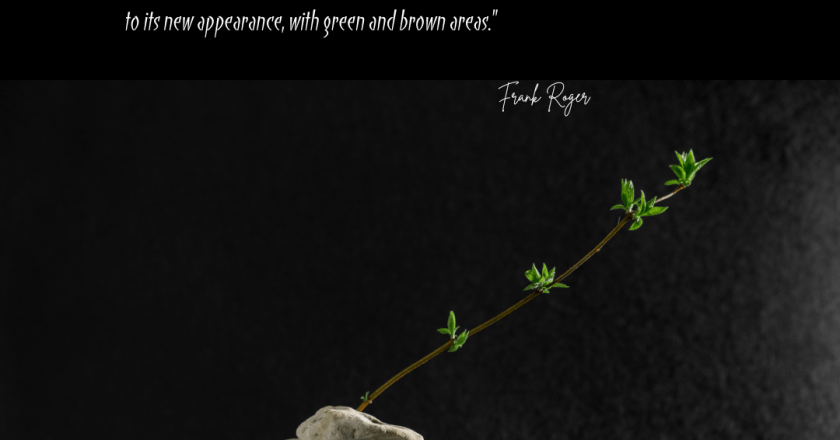 Sneak peak in FZ Continuum – The florist’s shop